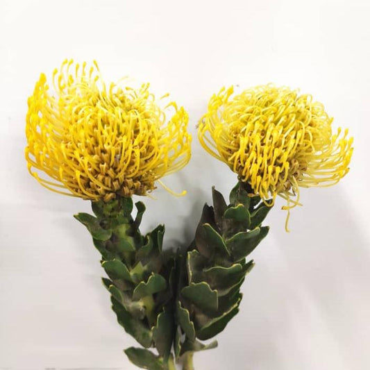 Leucospermum/Pincushions - Yellow (3 Stems)