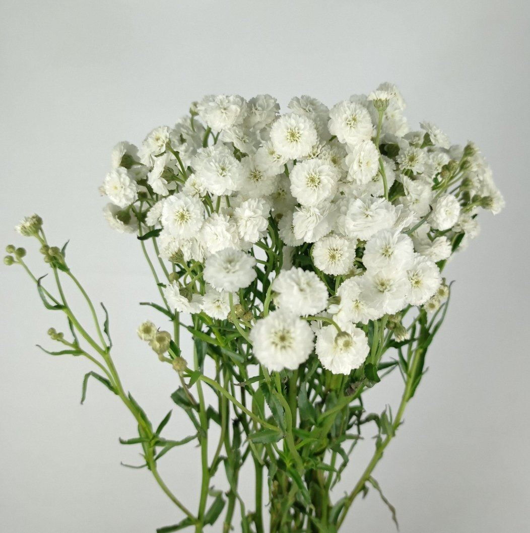 Achillea Full Moon - White