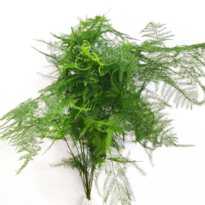 Asparagus Fern