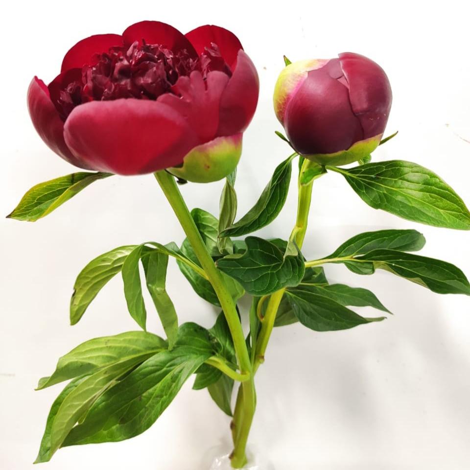 Peony Red Charm - Red (3 Stems)