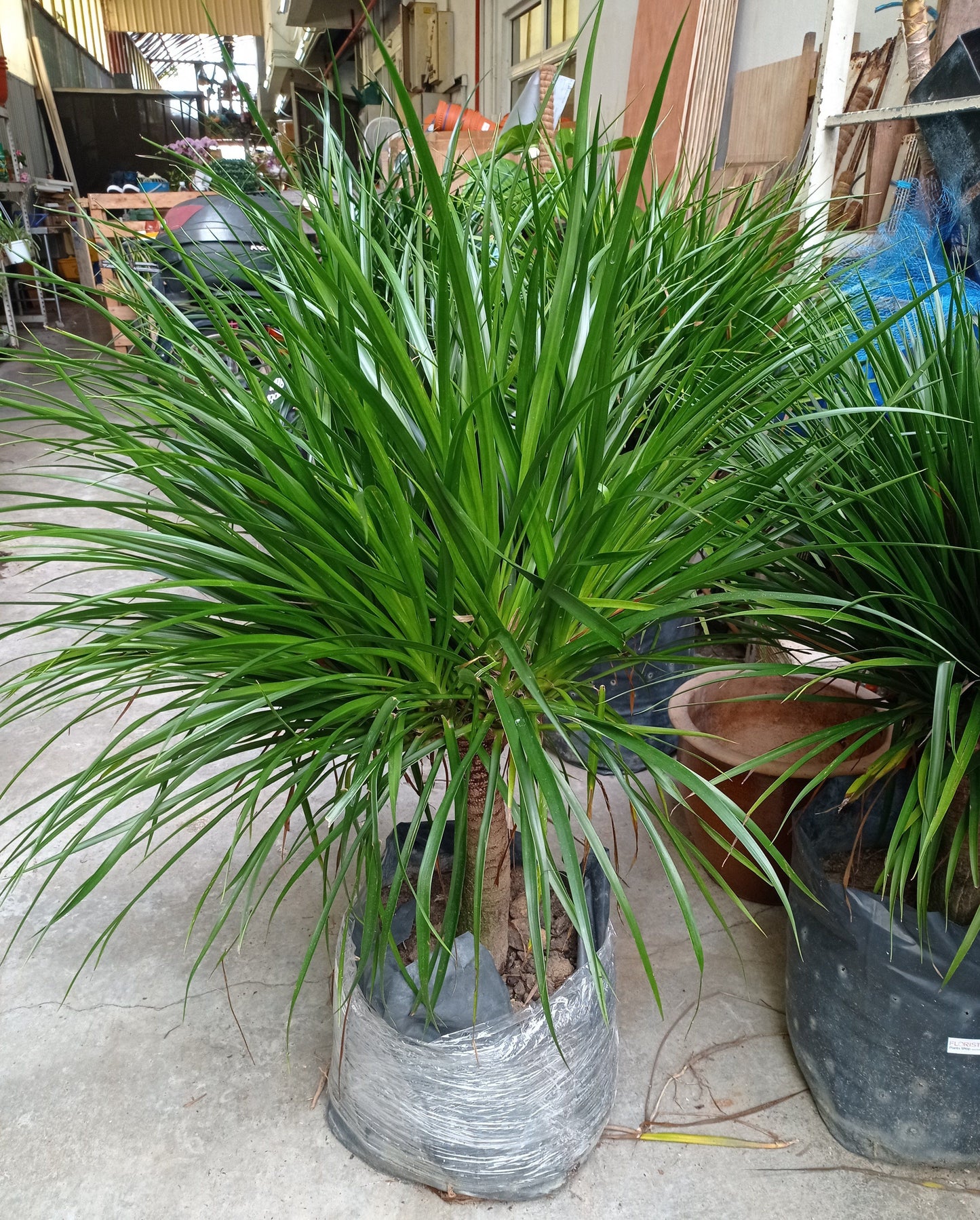Dracaena Draco Single Stem (2.5 ft)