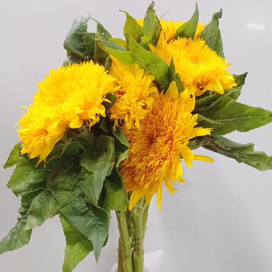 Helianthus Sunflower - Teddy Bear ( 3 Stems )