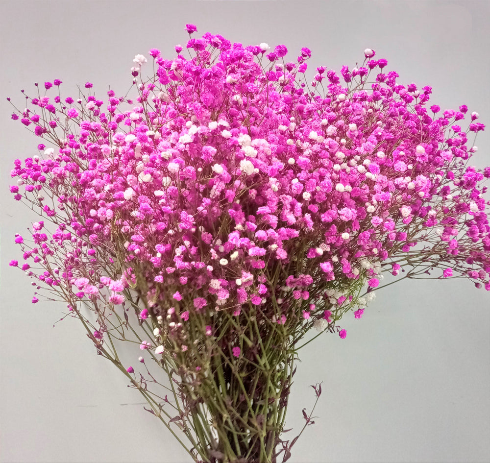 Ecuador Gypsophila Color | 25stalks | Million Star | Baby's Breath | Imported