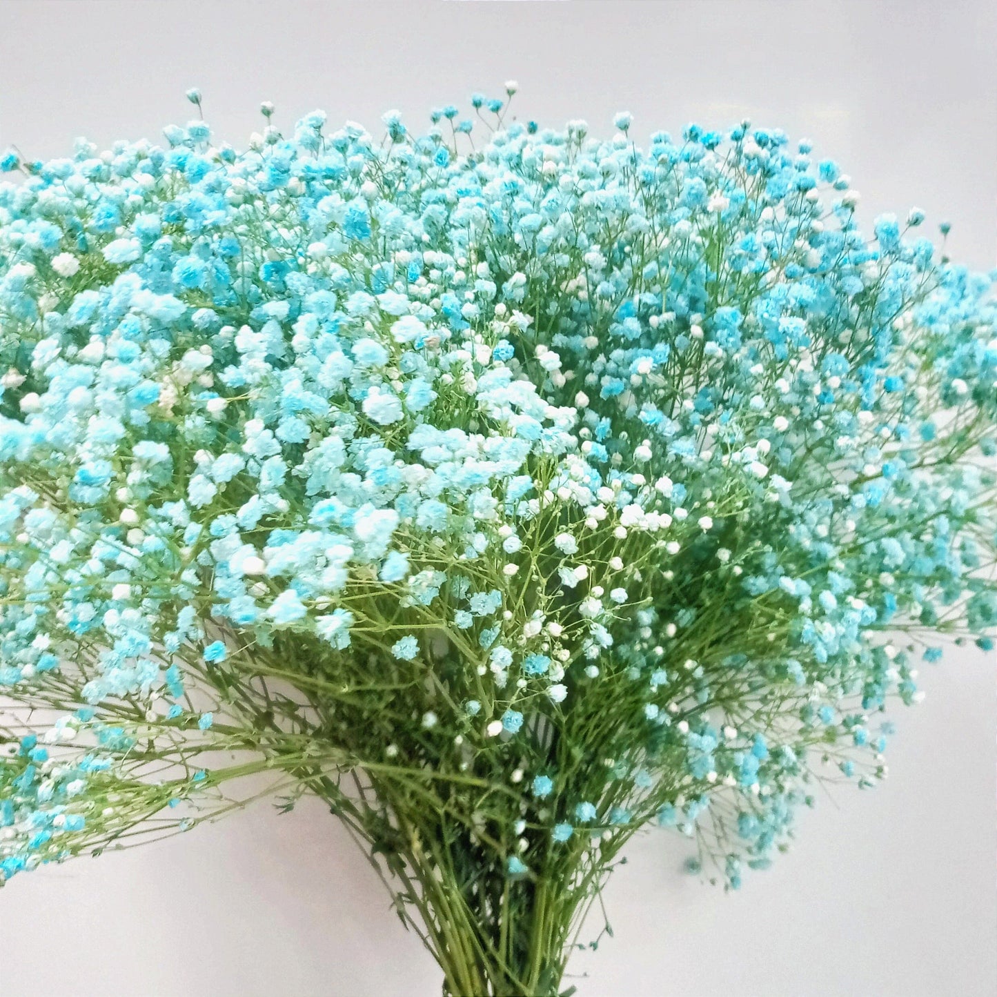 Gypsophila Baby's Breath - Turquoise Blue (500g)