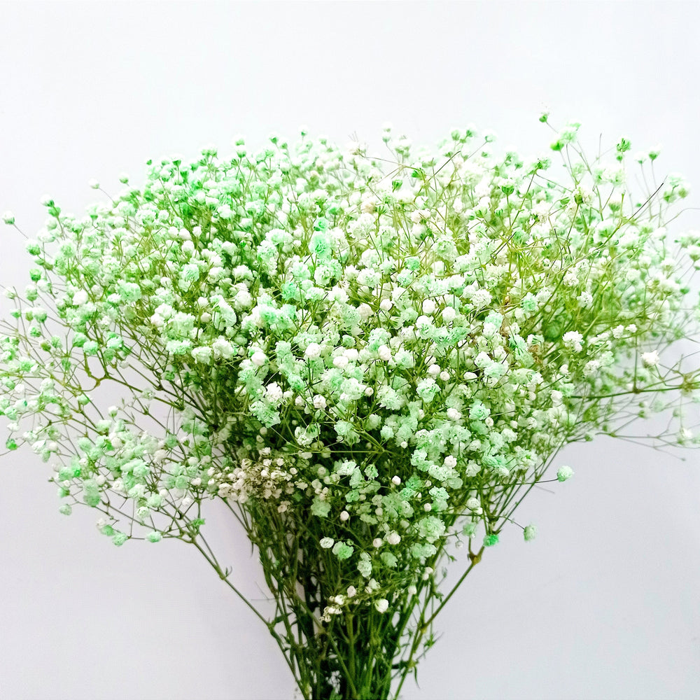 Ecuador Gypsophila Color | 25stalks | Million Star | Baby's Breath | Imported
