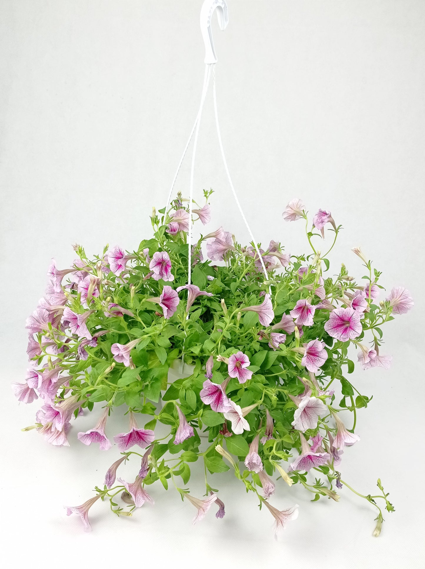 Pot Petunia Mix - Mix