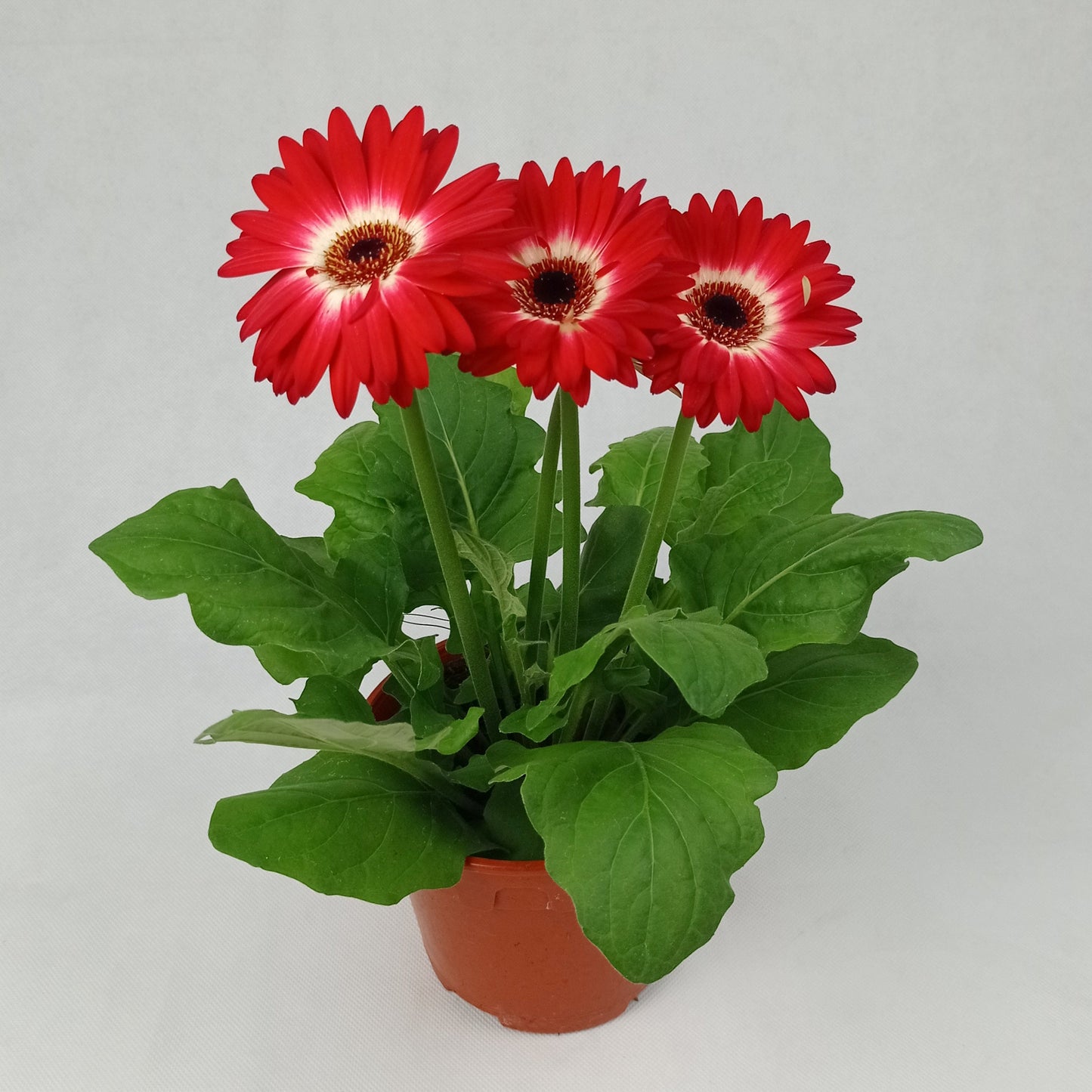 Pot Daisy (P150)