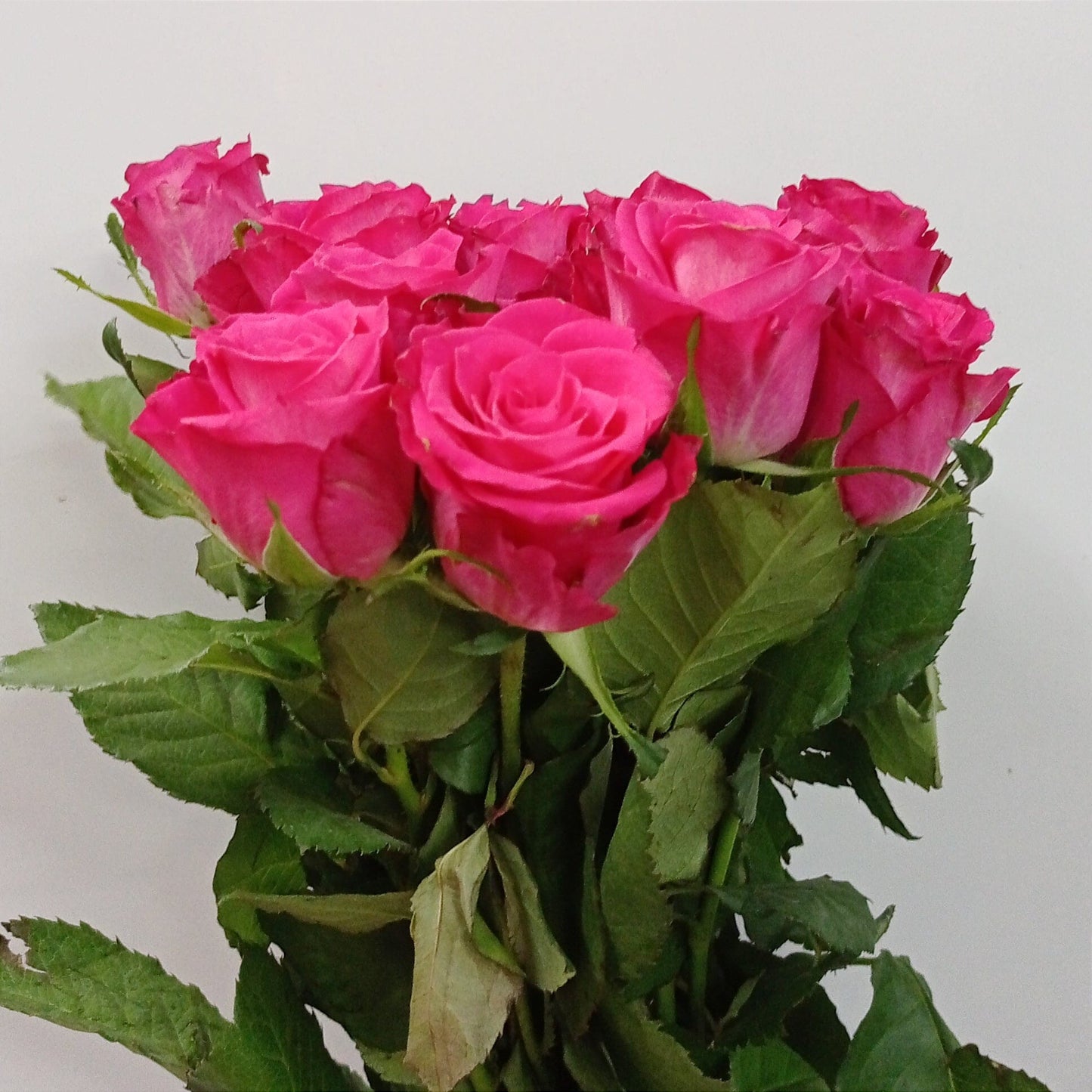 Rosa - Shocking Pink