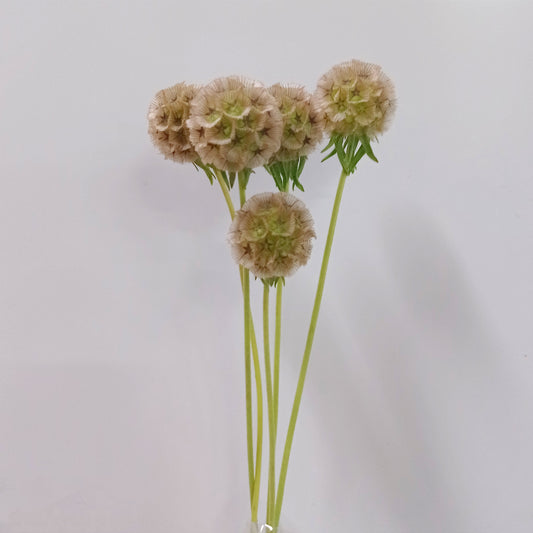 Scabiosa Stellata