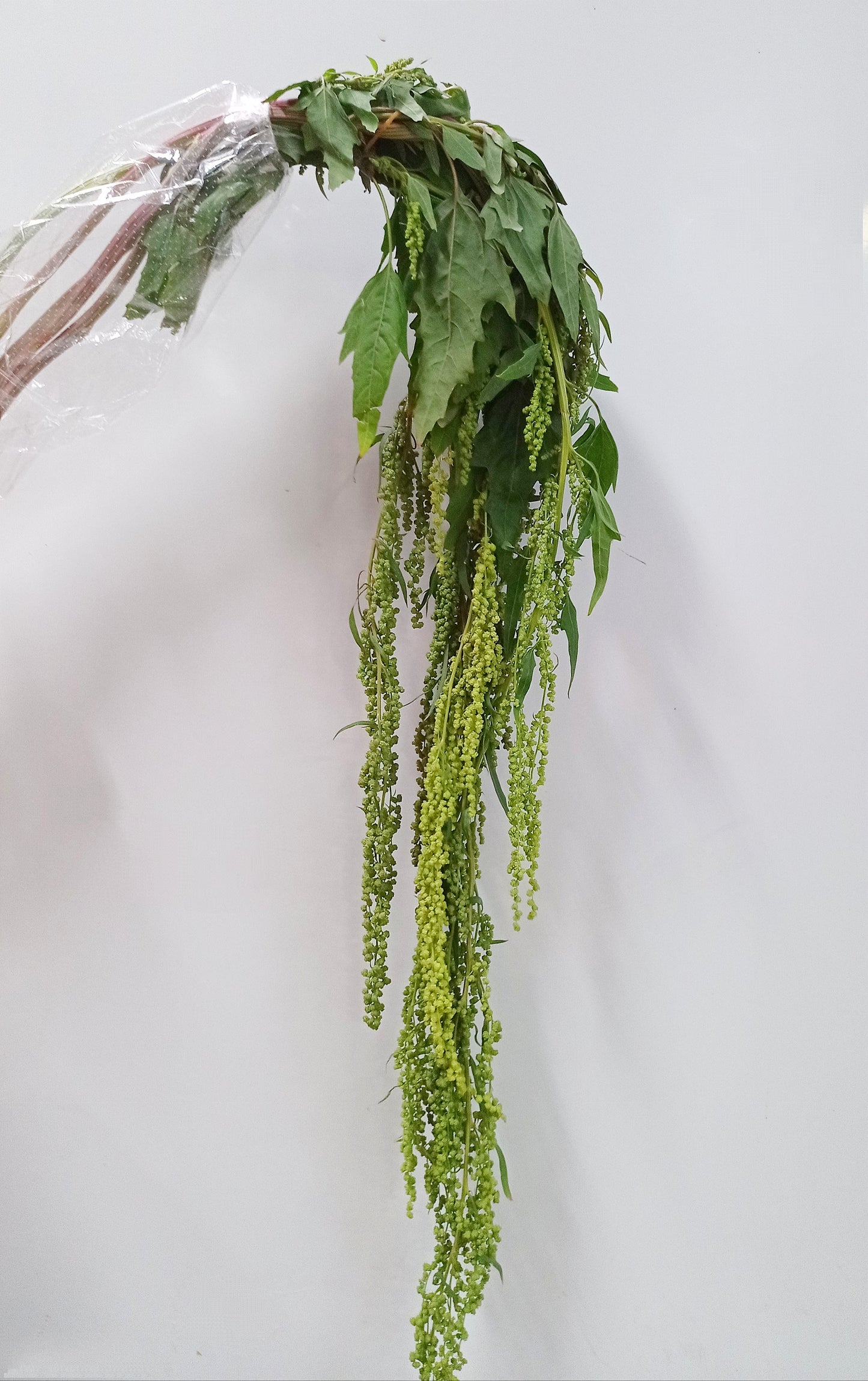 Amaranthus Hanging - Green