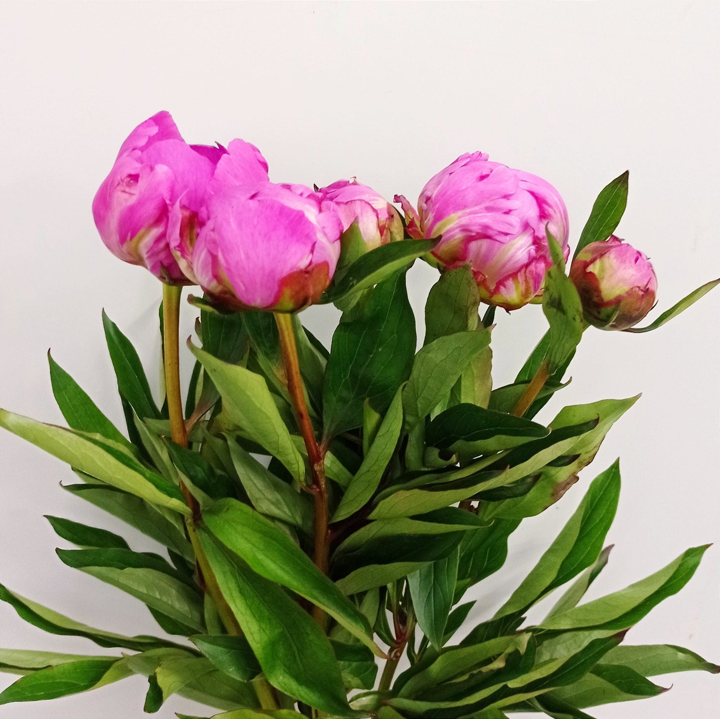 Peony Catharina Fontijn - Pink