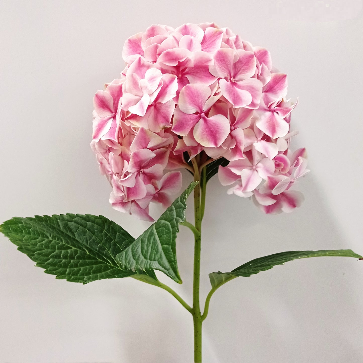 Hydrangea - 2 Tone Pink White