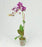 Pot Phalaenopsis Mini (Imported) - Mix