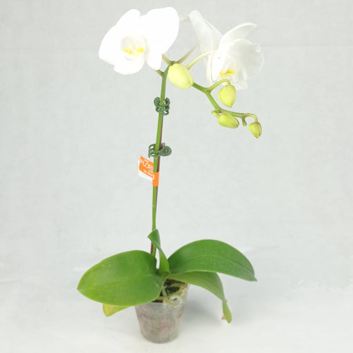 Pot Phalaenopsis Mini (Imported) - Mix