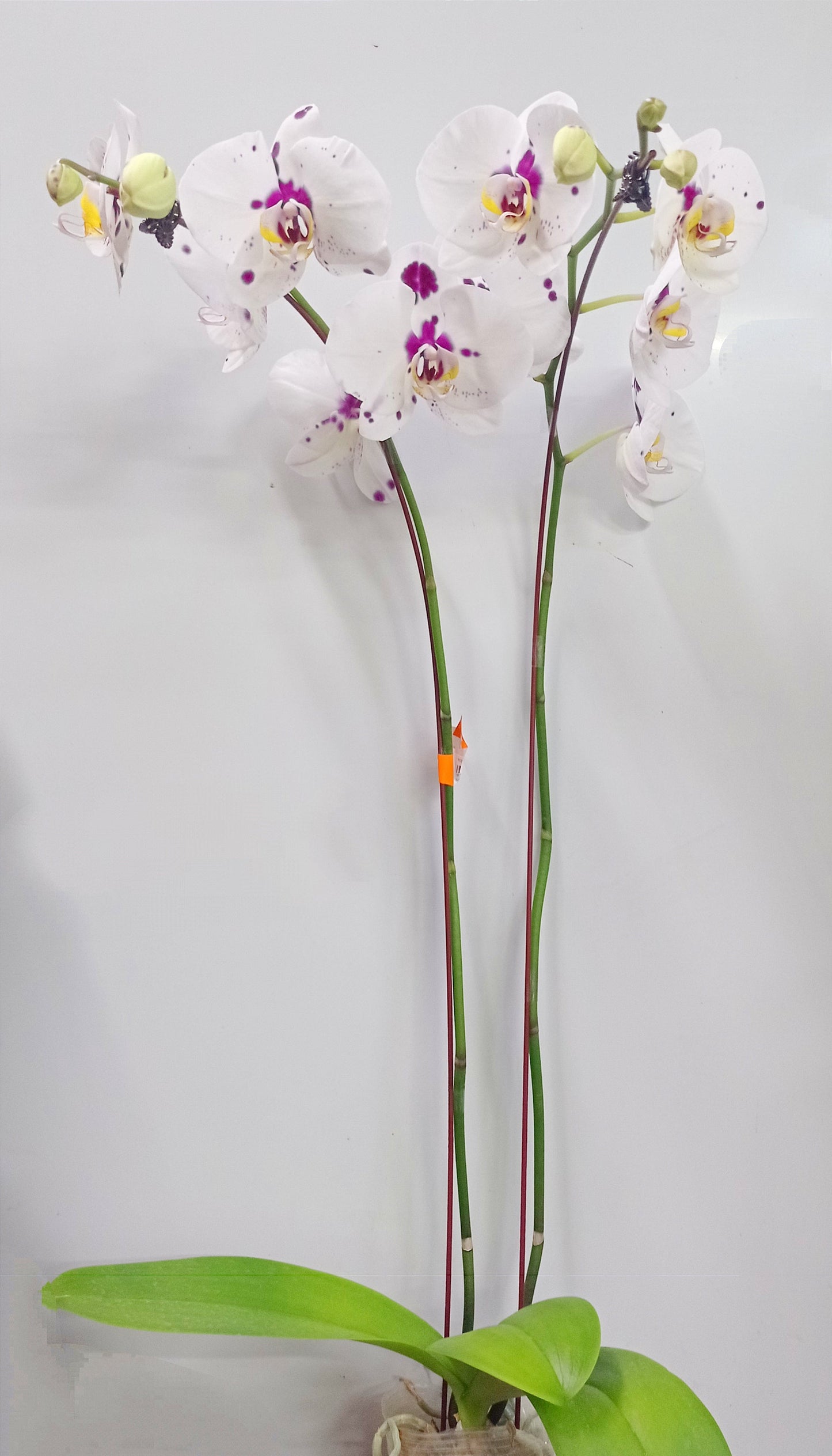 Pot Phalaenopsis Twin Stem A - Mix *Without Pot*