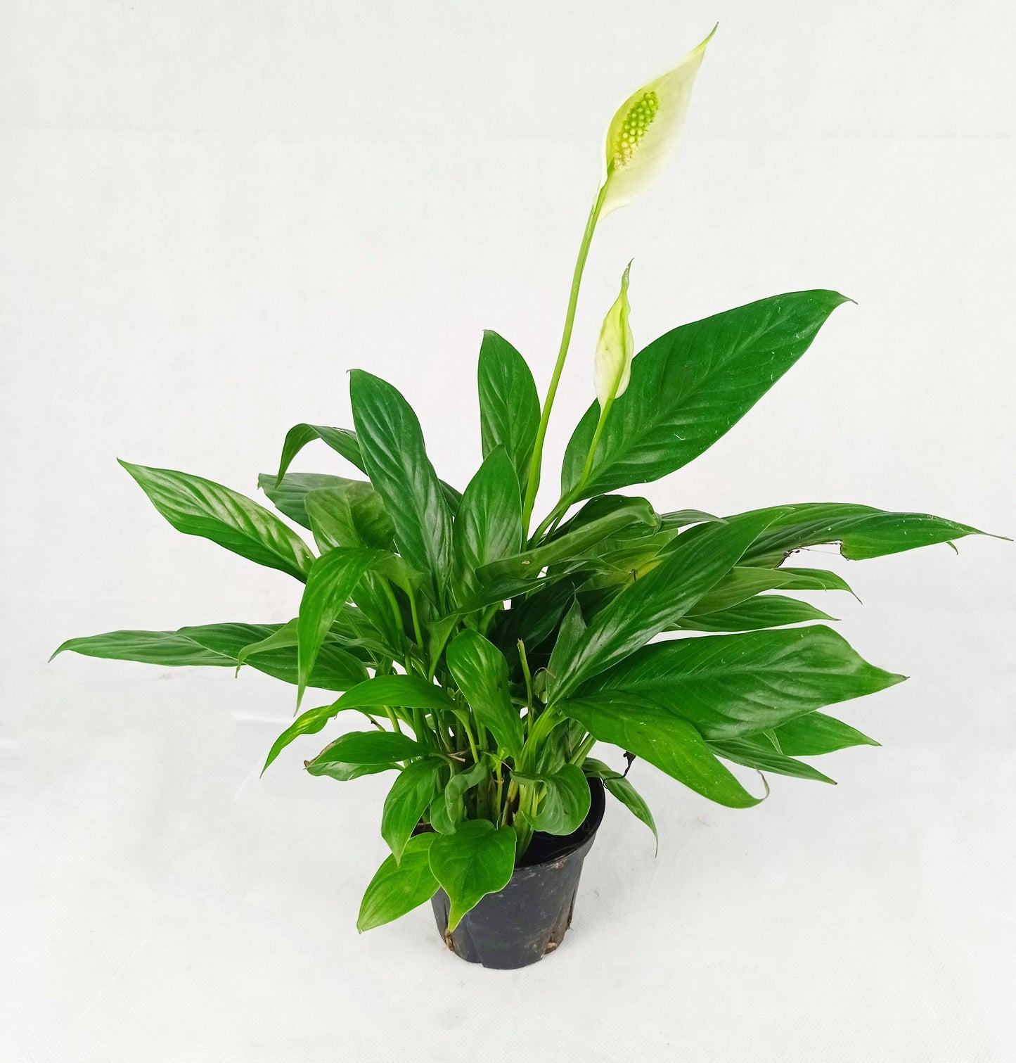 Pot Spathyphilum - White