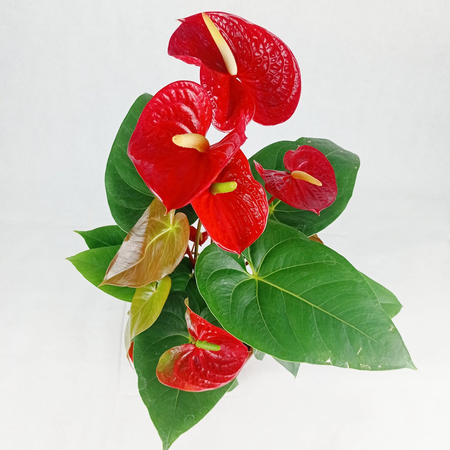Anthurium Plant (P150)