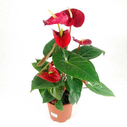 Anthurium Plant (P150)