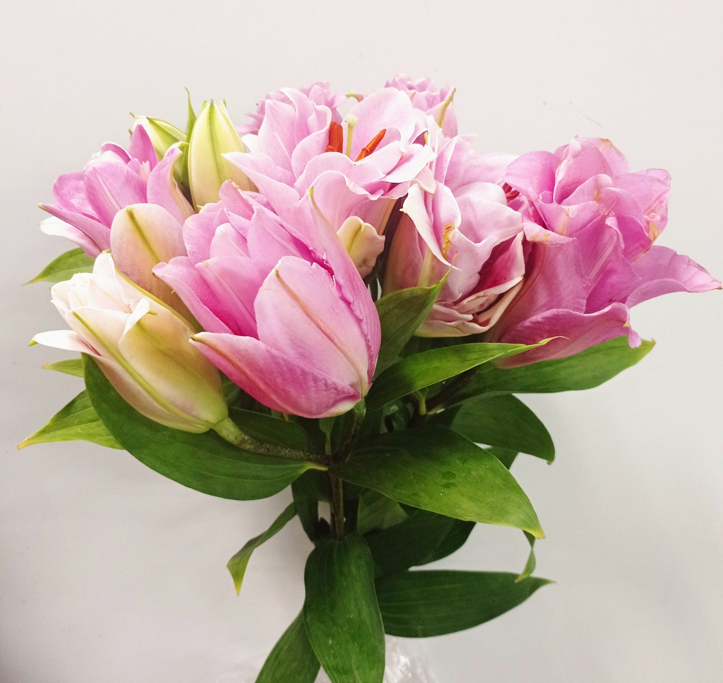 Roselily - Dark Pink (5 stems)