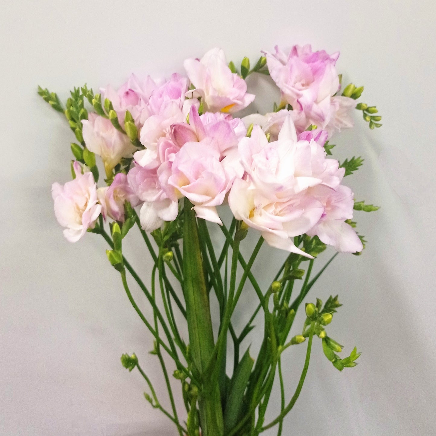 Freesia - Light Pink