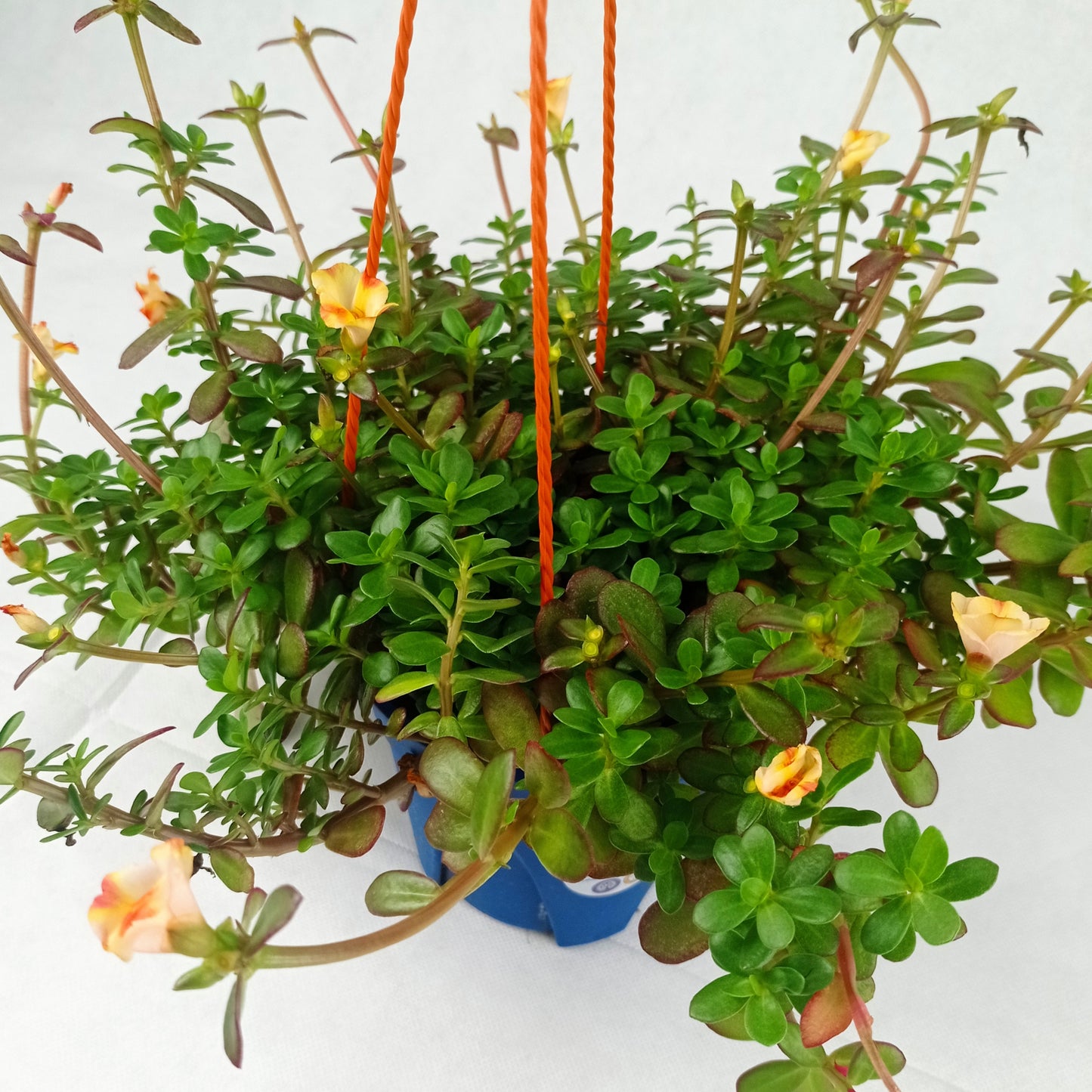 Pot Bp Japanese Rose - Mix