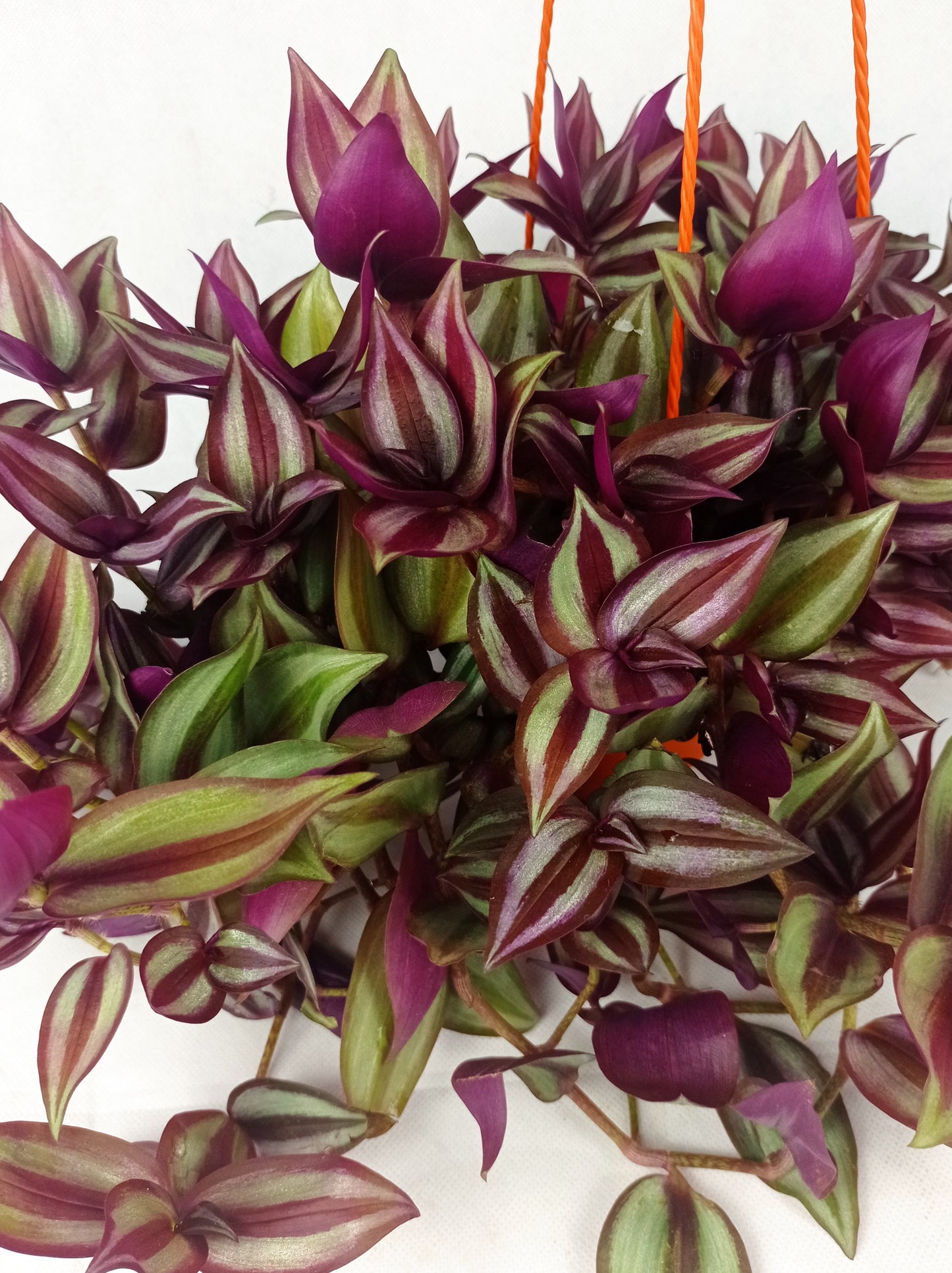 MYLD36 - Zamioculcas Plant Arrangement B