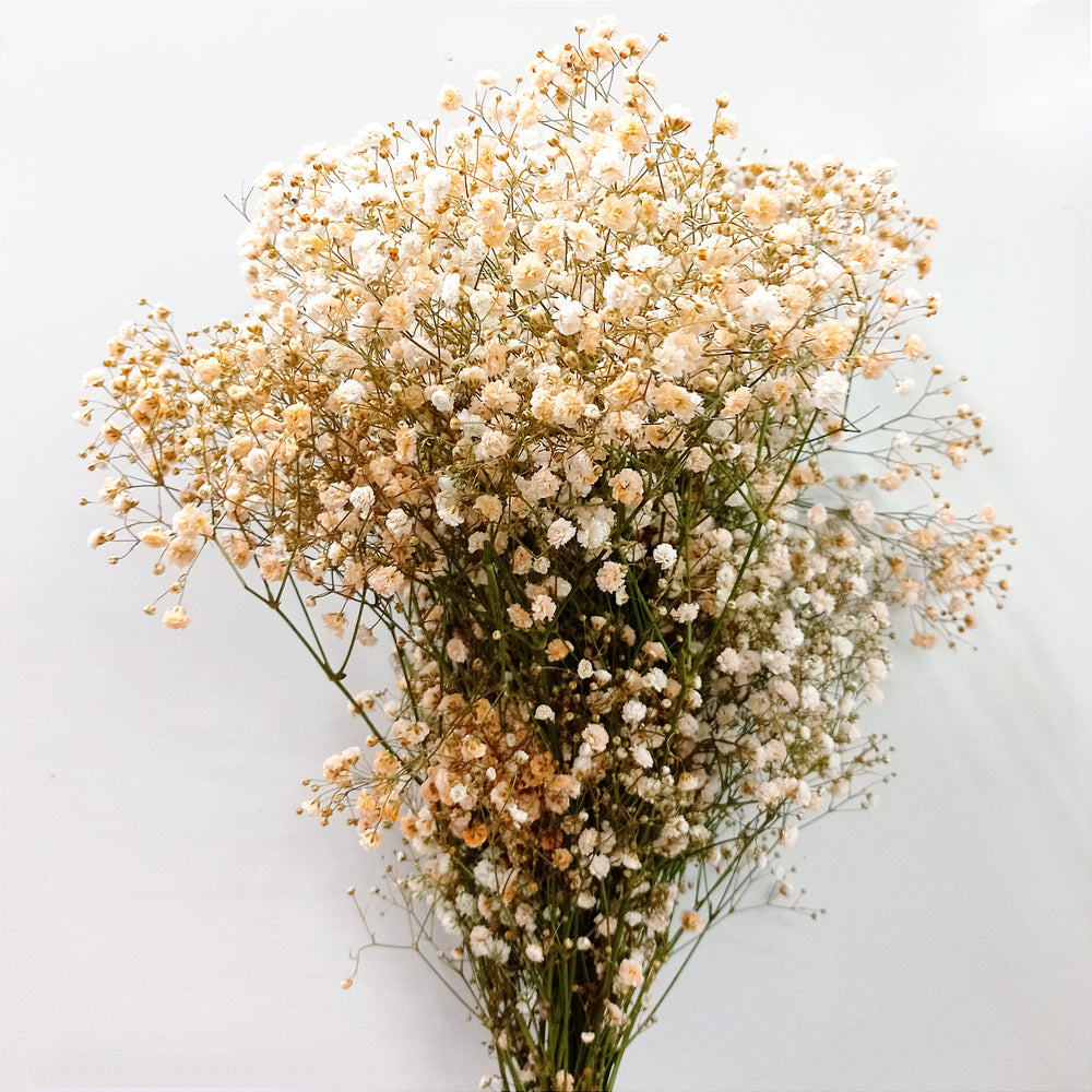 Ecuador Gypsophila Color | 25stalks | Million Star | Baby's Breath | Imported