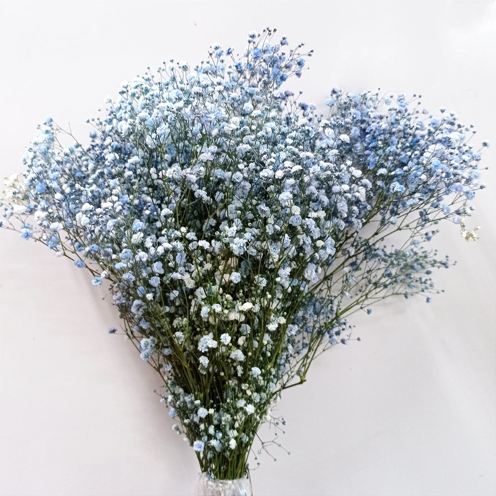 Ecuador Gypsophila Color | 25stalks | Million Star | Baby's Breath | Imported