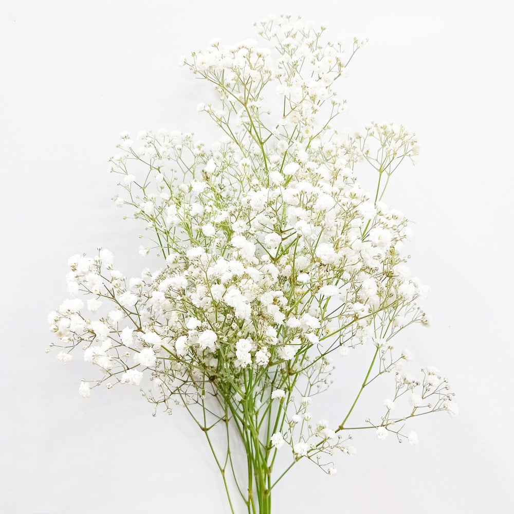 Baby Breath - White (5 Stems)