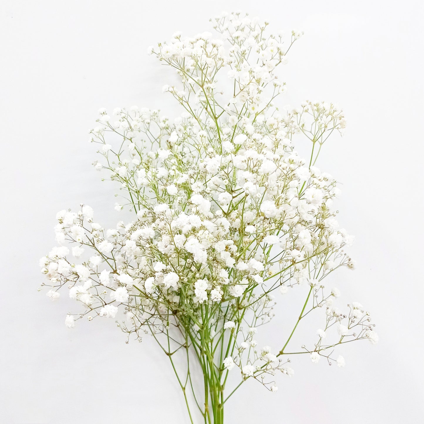 Baby Breath - White (5 Stems)
