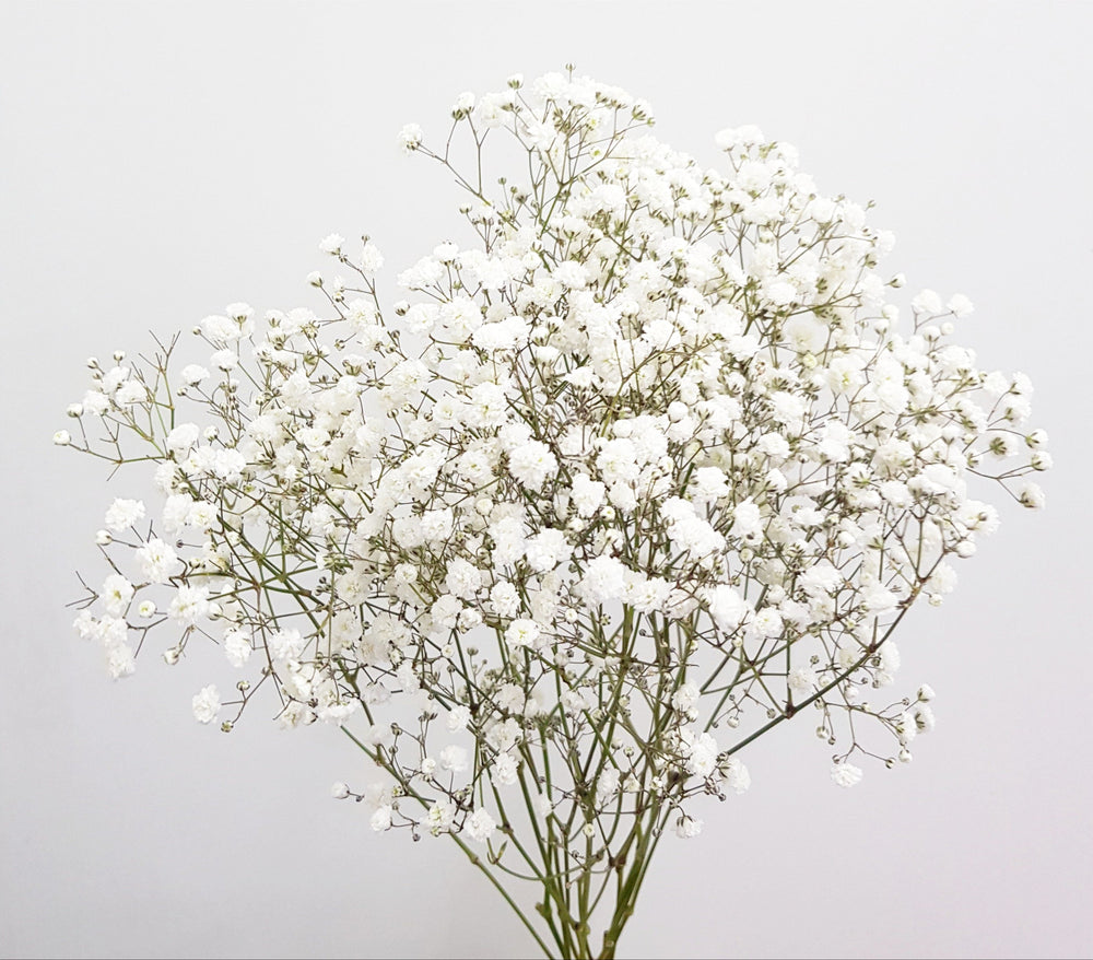 Baby Breath - White (5 Stems)
