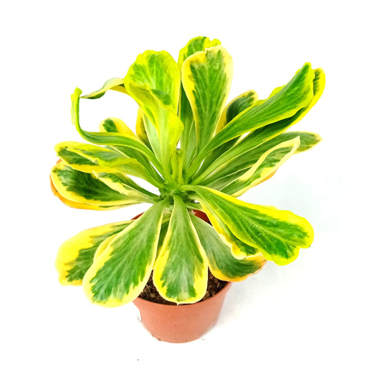 Pot Euphorbia Poisonii -2 Tone Green Yellow