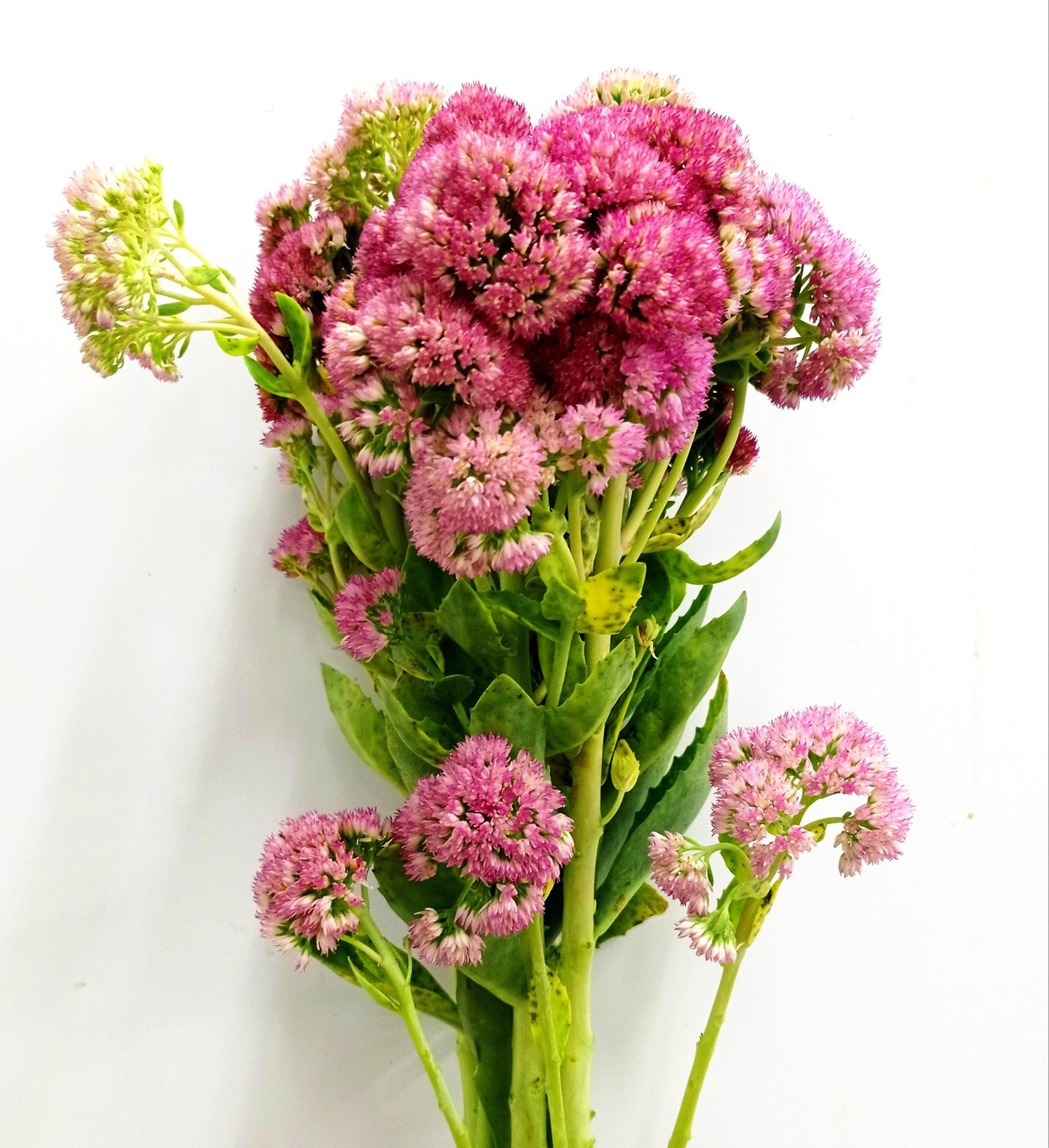 Sedum - Pink