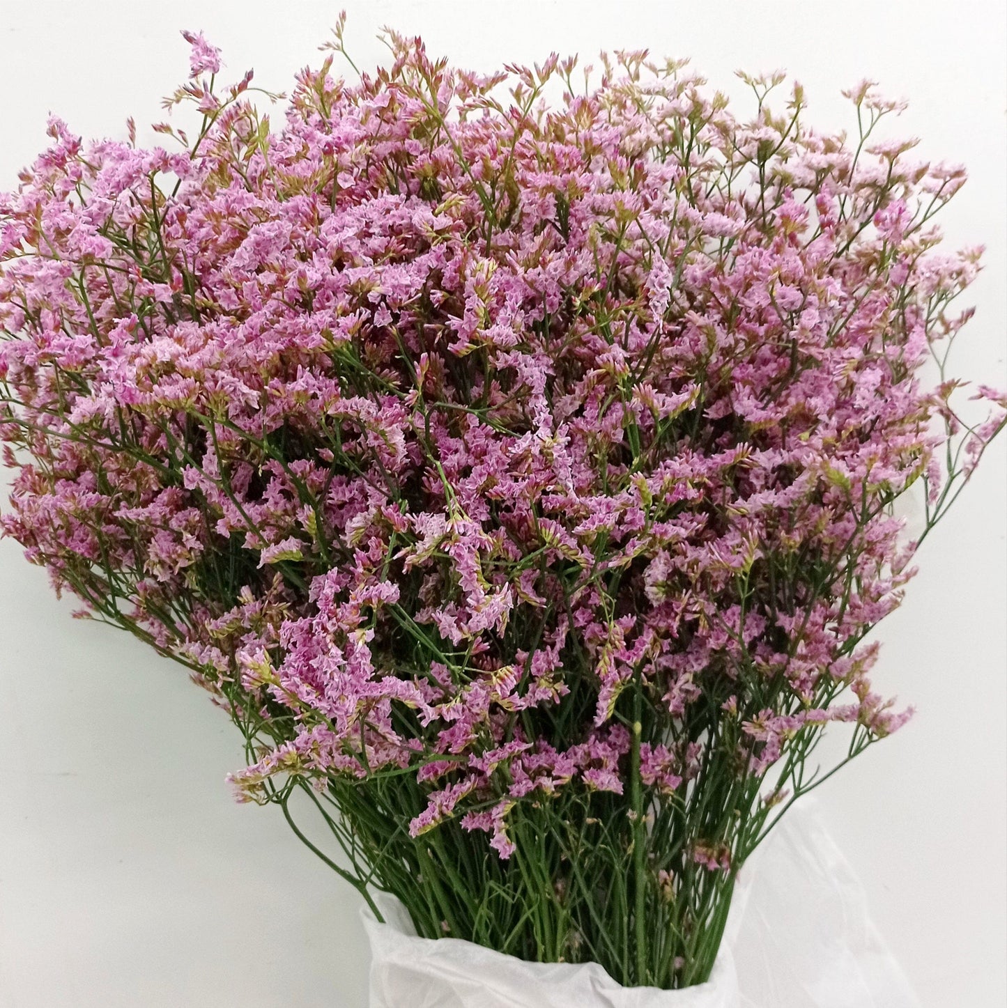 Casphia - Light Pink