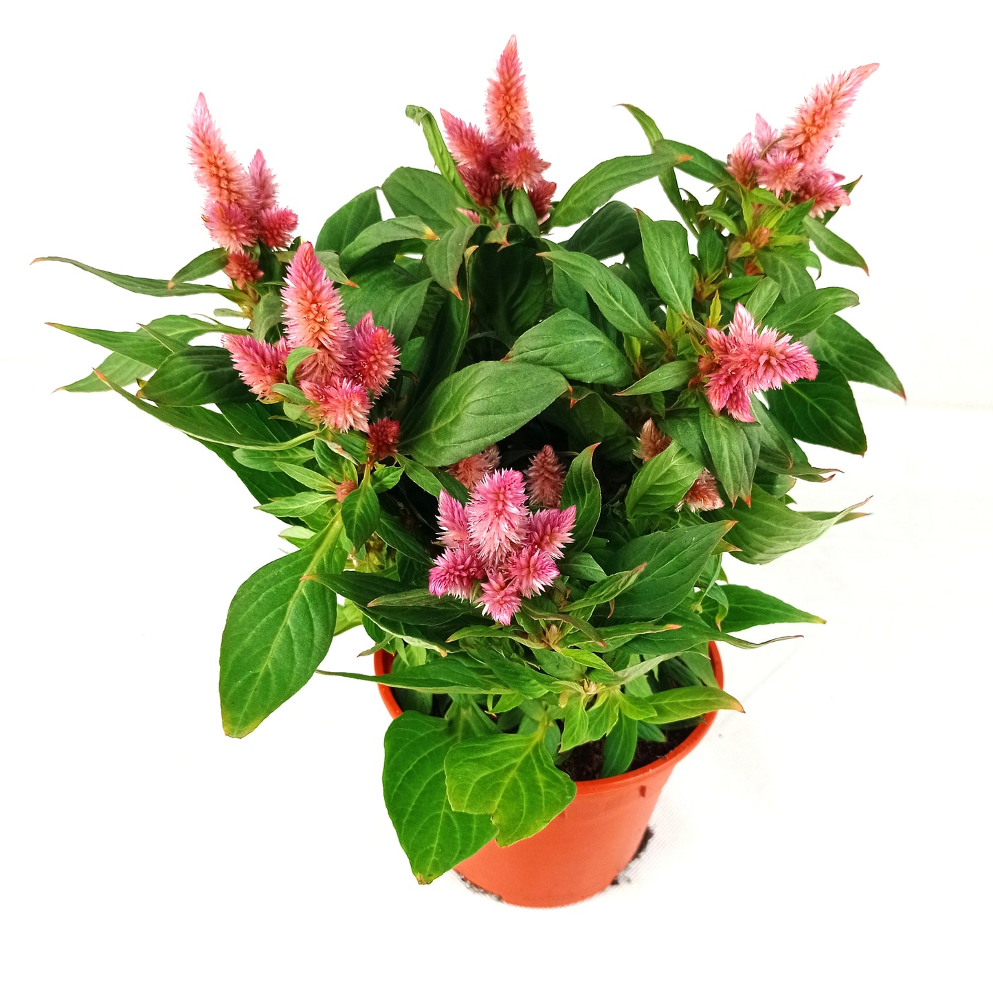 Pot Celosia P150 Miix