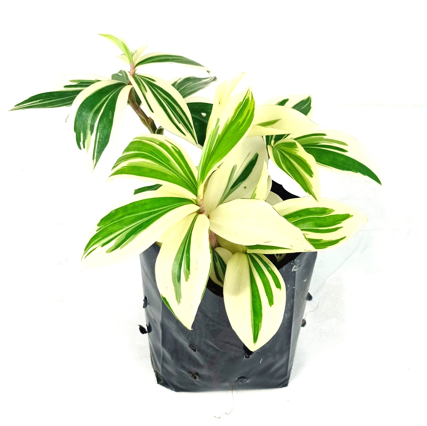 Pot Coctus Arabicus Var - 2 Tone Green