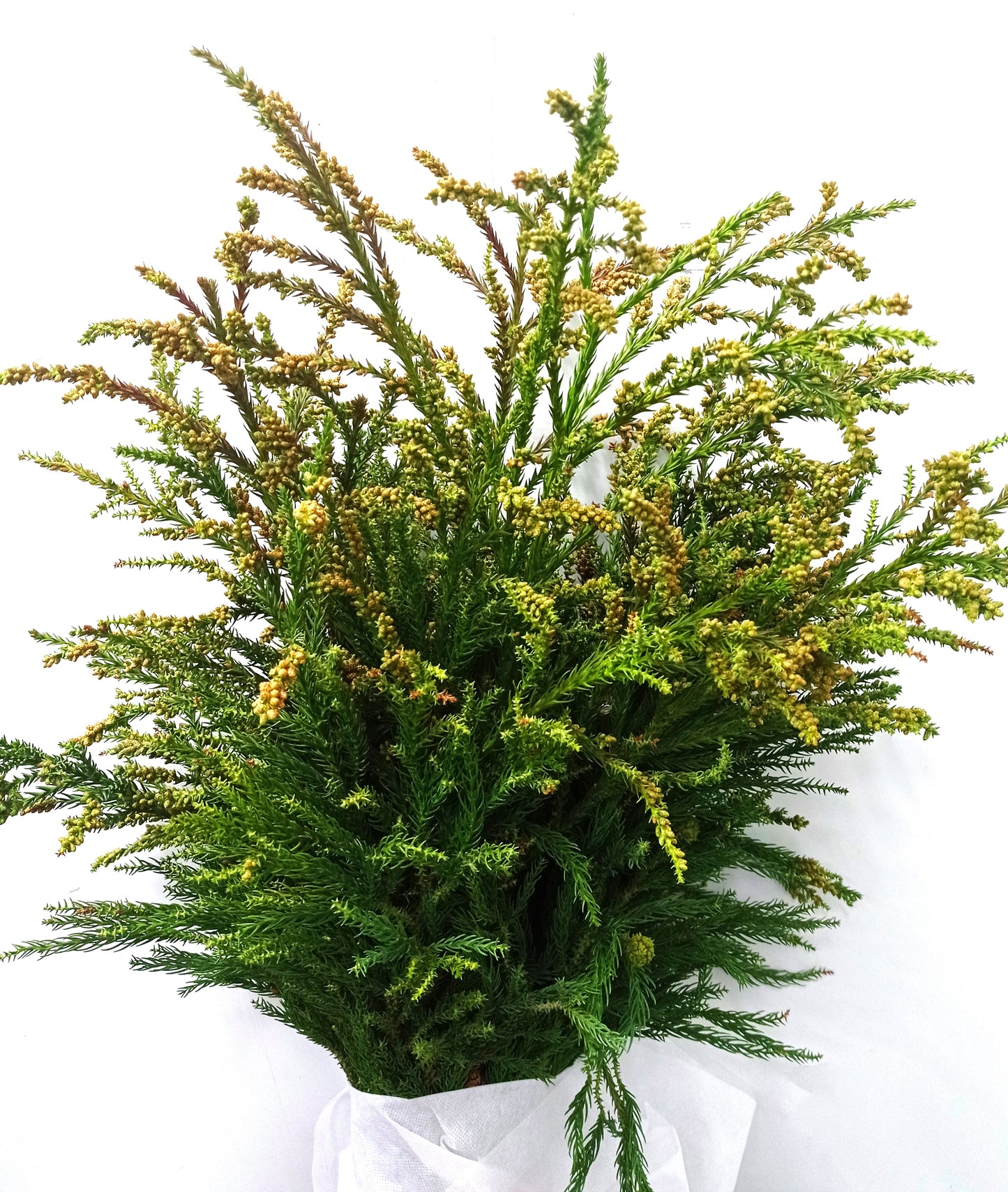 Cryptomeria Flower