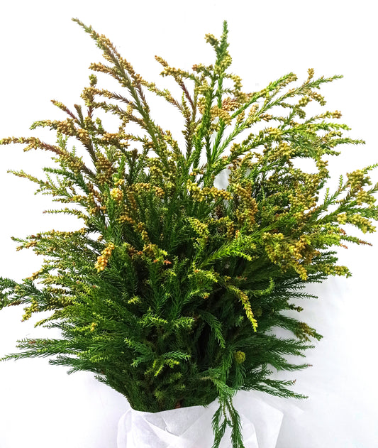 Cryptomeria Flower