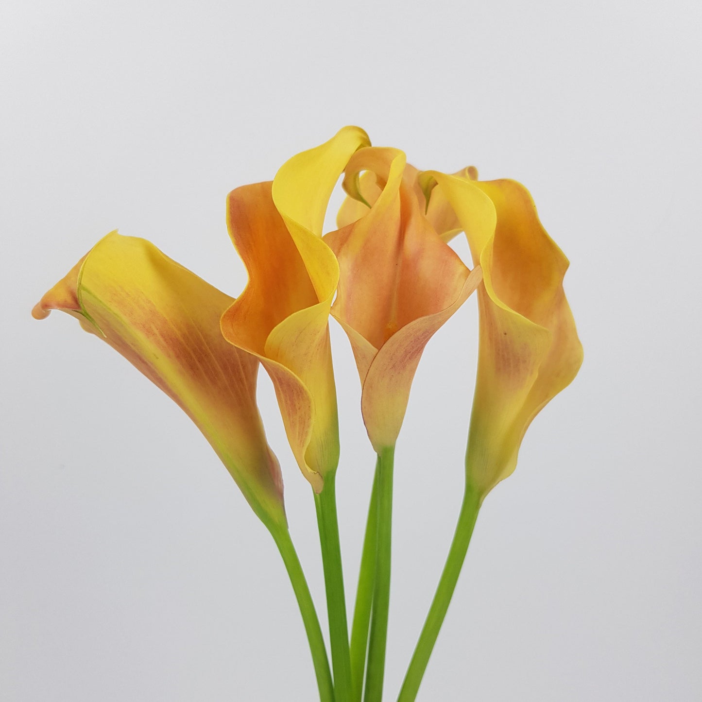 Calla Lily - Sunset Passion Orange