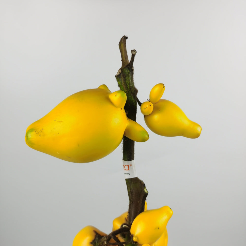 Solanum Mammosum 五代同堂 - Yellow (1.5m)