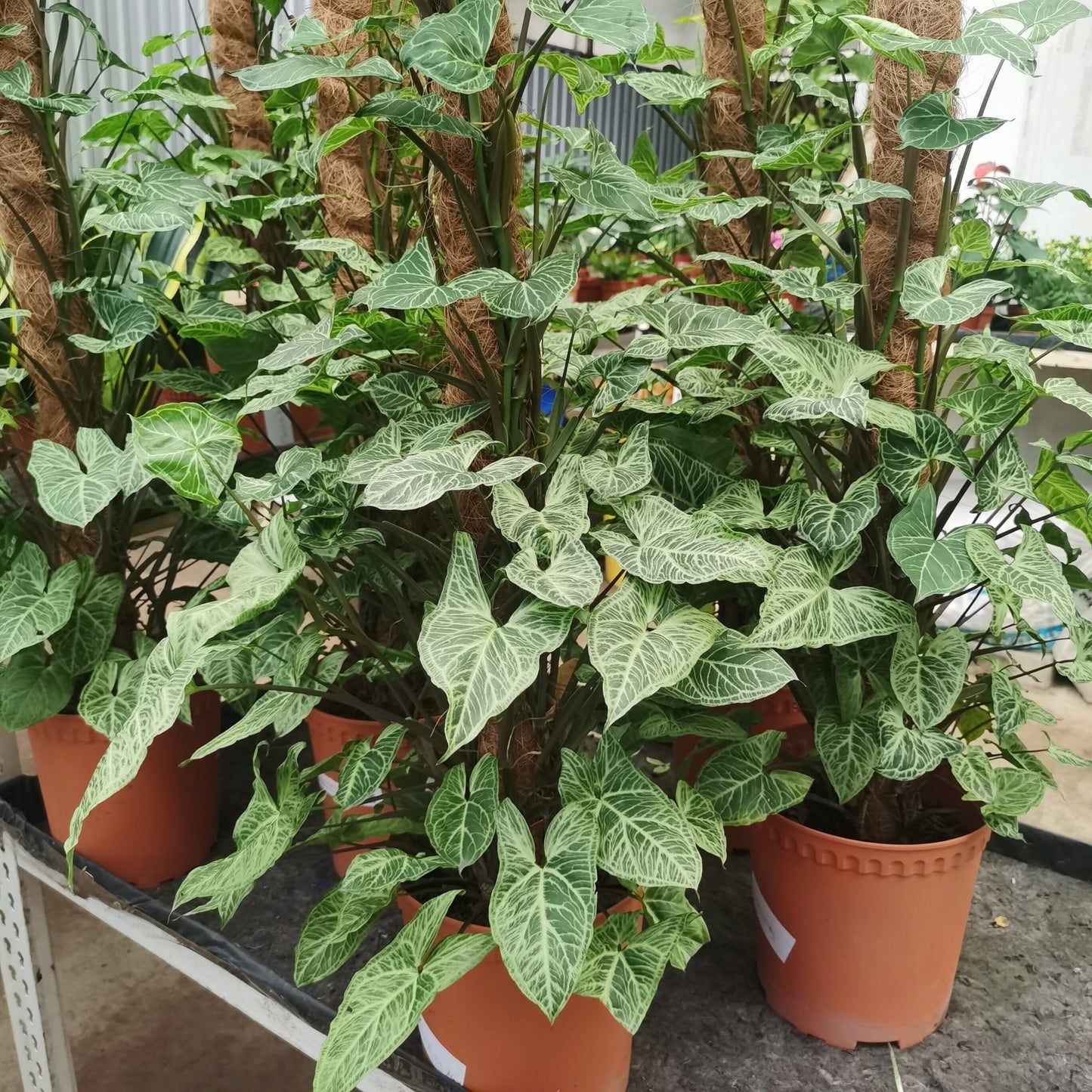 Syngonium Batik (With Stand)