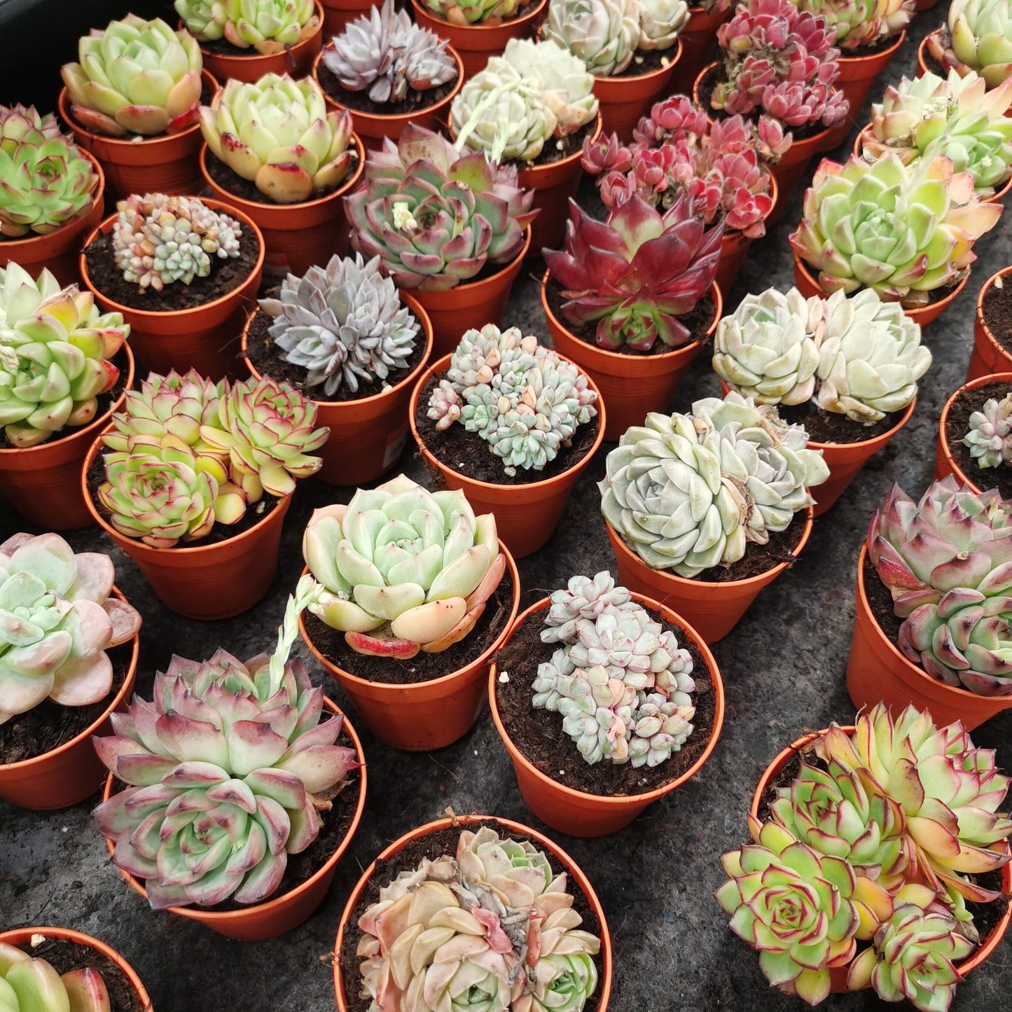 Succulent (P85) - M