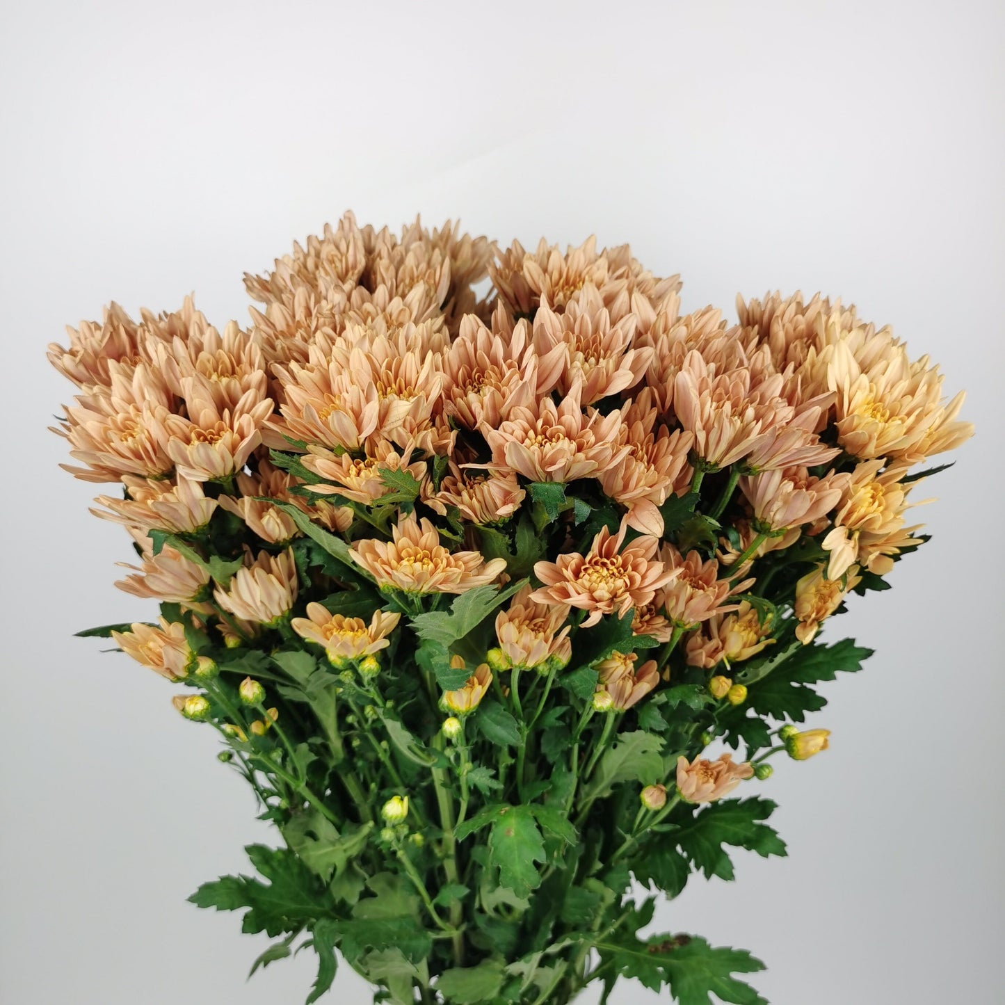 Pom Pom - Assorted Colours