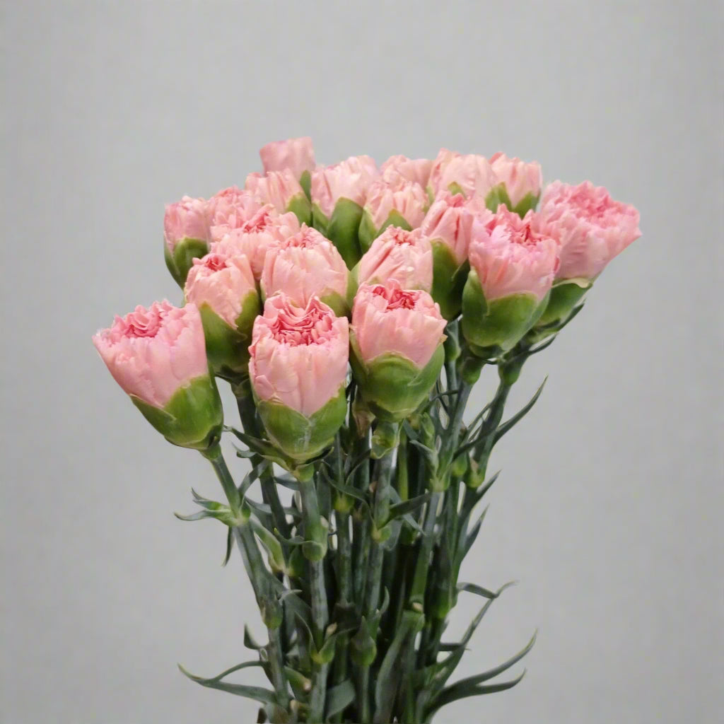 Light Pink Carnation for Mother's Day