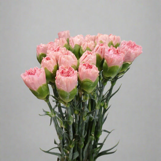 PRE-ORDER Mother's Day Carnation - Light Pink (18-20 Stems)