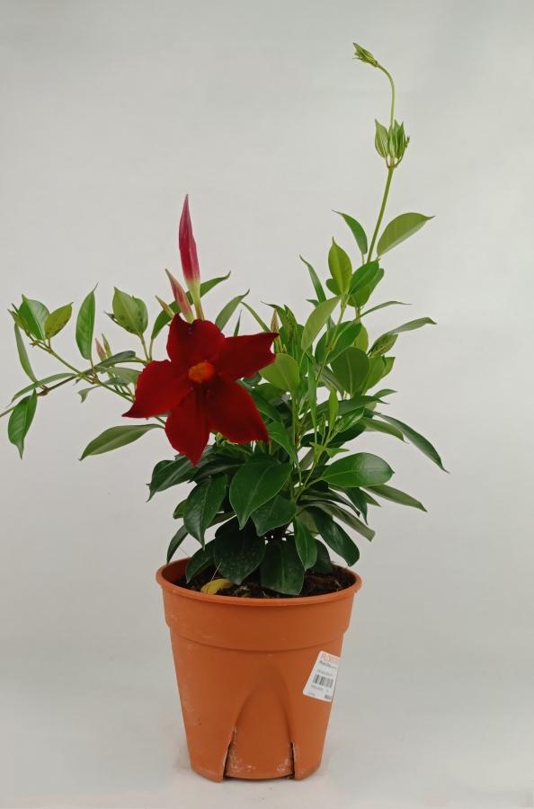 Pot Dipladenia P120 - Red