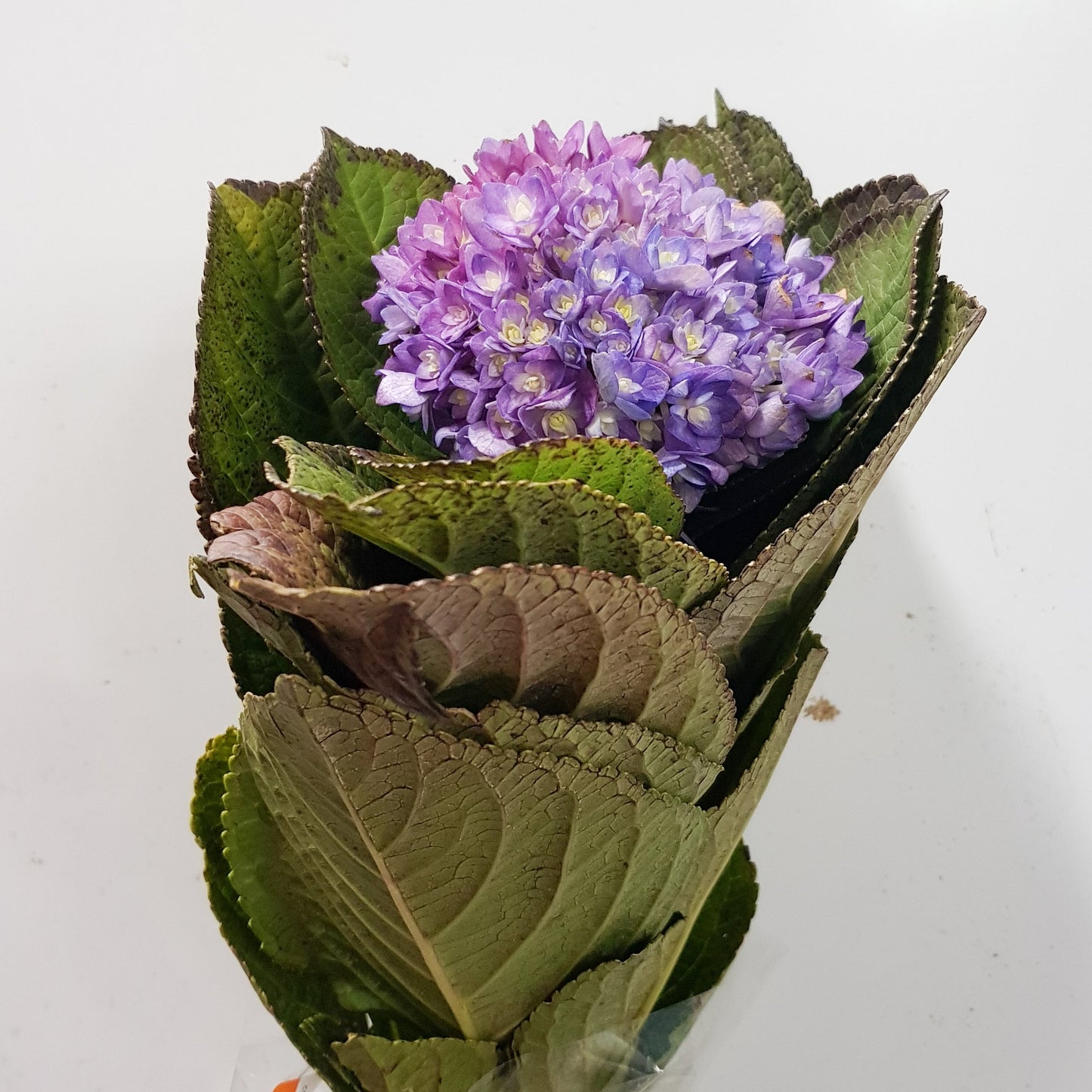 Hydrangea Double - Mix