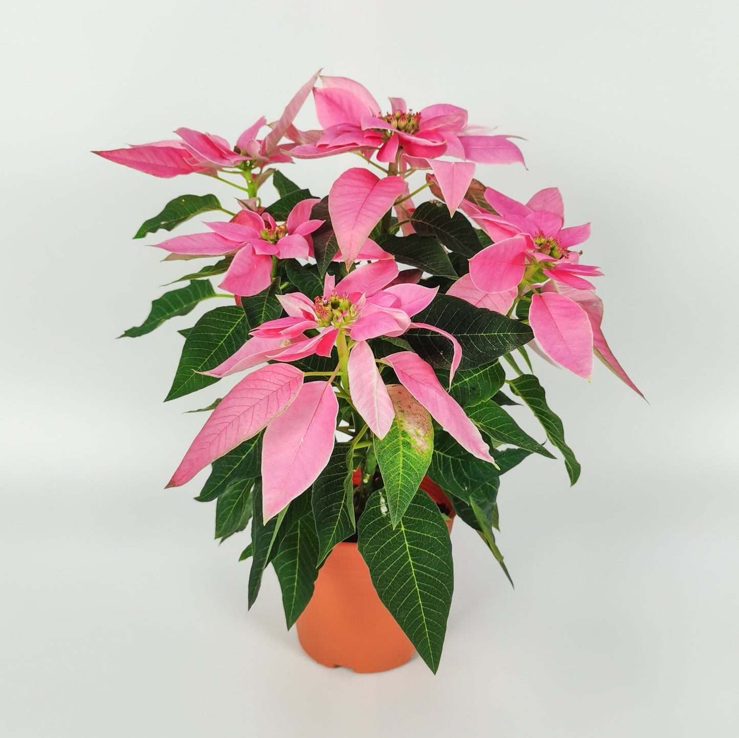 Poinsettia - Pink (P150)