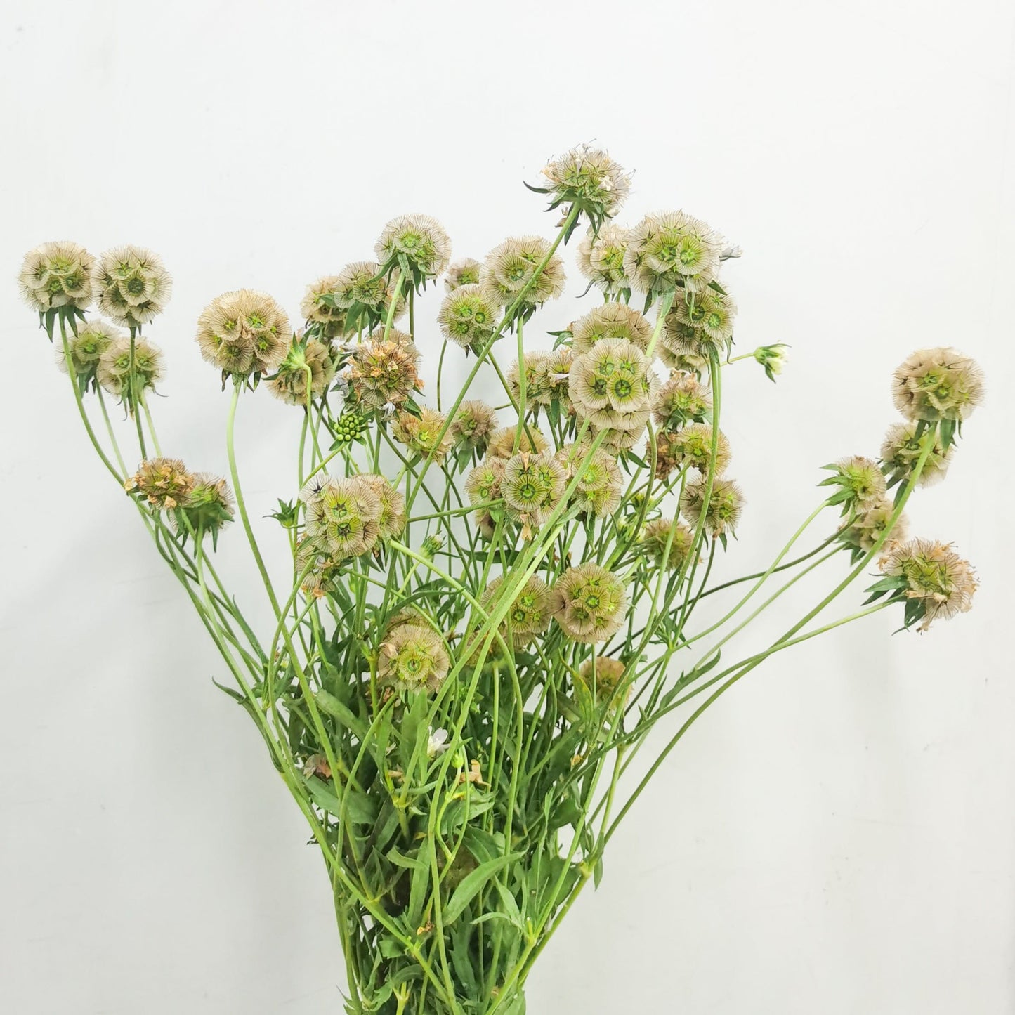 Scabiosa Stellata - Brown Greenish