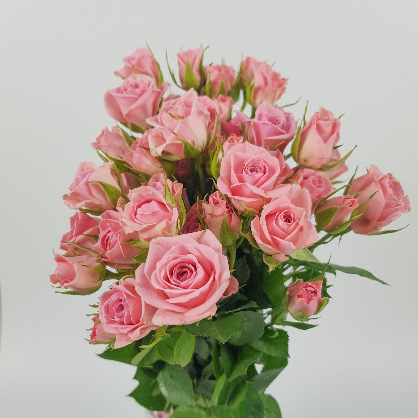 Rose Spray Odilia - Pink